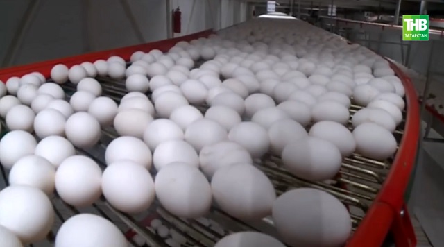 Россия фермерлары йомыркага бәя төшү сәбәпле, тавыкларны күпләп юк итә башлаган