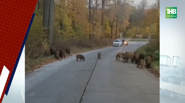 Кабаннар ияләшкән: Иннополиста яшәүчеләр атна саен көтүләп дуңгызларны күрәләр