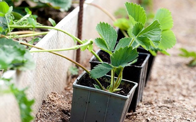 Садоводам Татарстана объяснили, почему усы клубники не стоит брать у соседей по даче