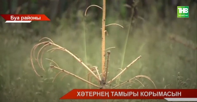 Буа районы халкы җирле паркның караучысыз калганы өчен борчыла