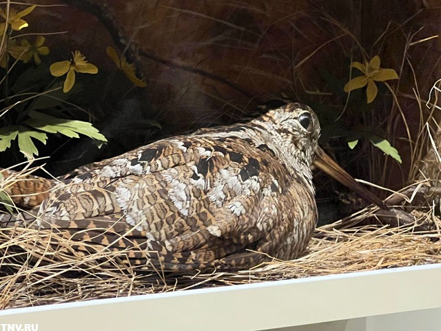 Жителей Татарстана предупредили о внезапных встречах с таинственными вальдшнепами