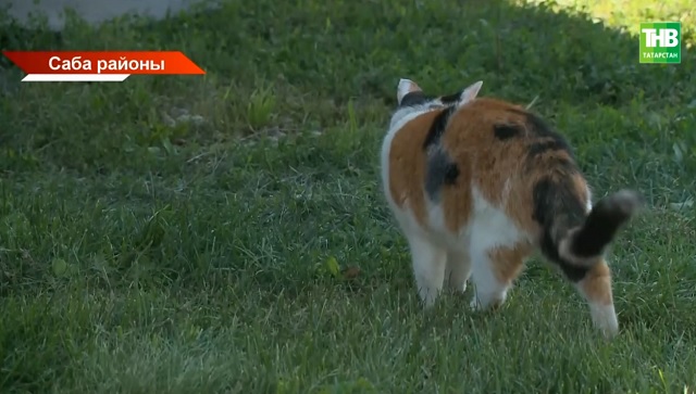 Саба районында котырган мәче хуҗасына ташланган