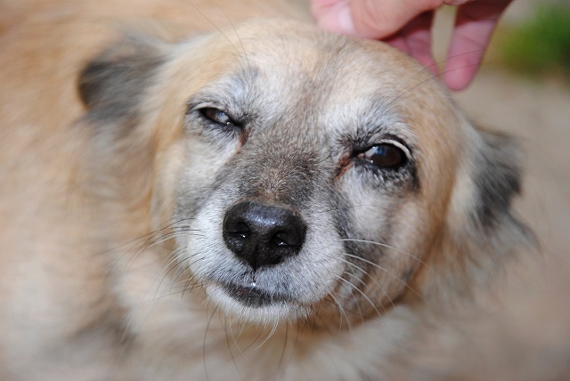 Власти Казани анонсировали «собачью перепись»