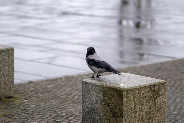 «Могут напасть»: орнитолог КФУ объяснил, почему весной вороны становятся агрессивными