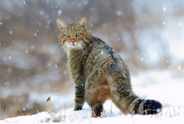 Шимбә Татарстанда бозлавык һәм буран көтелә