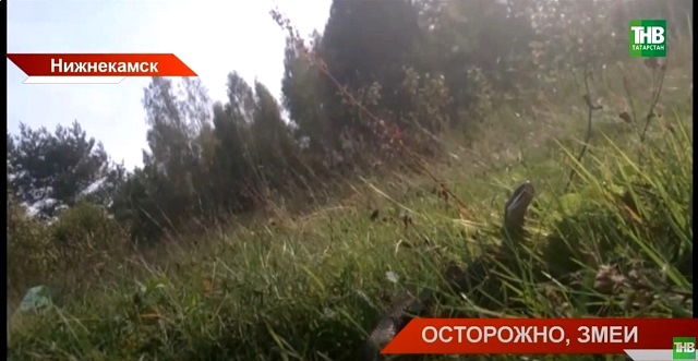 «Осторожно, змеи!»: татарстанские лесничие предупредили о пике нападений на людей