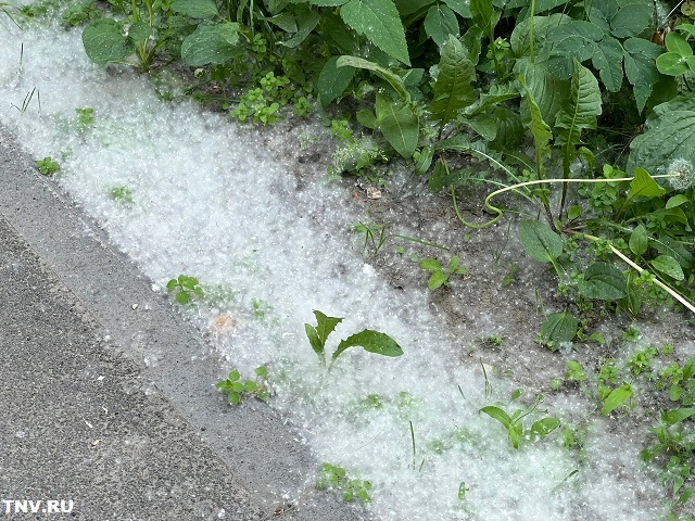 Метшин назвал, как избавиться от тополиного пуха в Казани