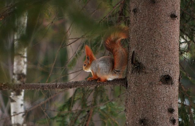 В Казани отменили городской праздник «Рамазан Фест» из-за трагедии в гимназии