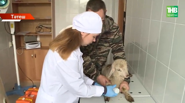 Россиянең иң яхшы ветеринар фельдшерын билгеләделәр: Тәтештән Татьяна Спирина беренче урынны яулаган