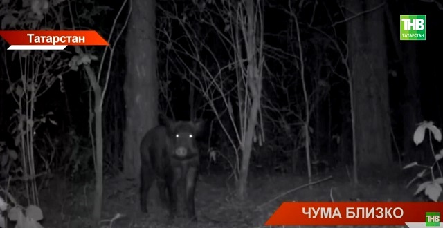 Чума близко: стало известно, насколько ситуация в Татарстане под контролем