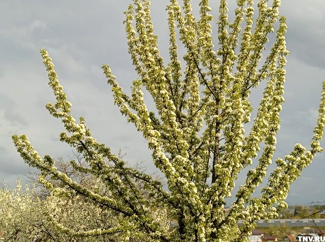 Вторая праздничная неделя в Татарстане начнется с жары до +25 градусов