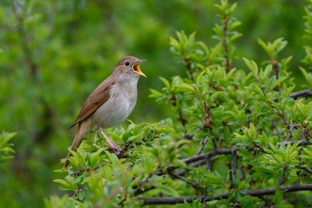 Орнитолог КФУ объяснил, почему после Сабантуя соловьи перестанут петь