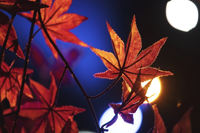 Похолодание до +7 градусов в центре России анонсировал синоптик Ильин