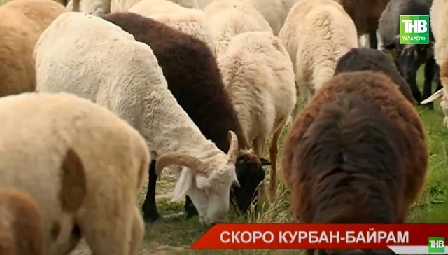 Готовящихся к Кубран-байраму мусульман предупредили об осторожном выборе жертвенных животных