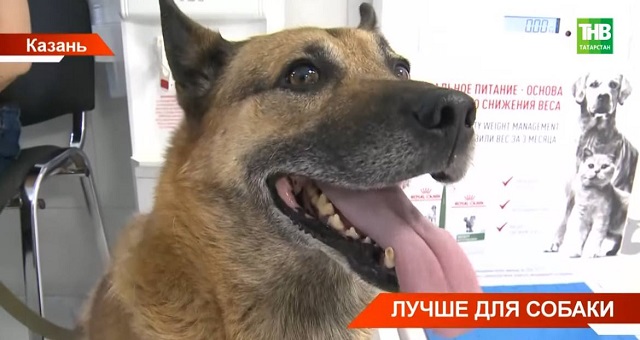 Лучшее для собаки: в казанских государственных ветклиниках бесплатно проводят стерилизацию хозяйских питомцев