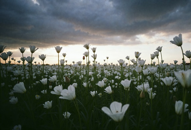 Холоднее нормы: каким будет первая декада июля в Татарстане