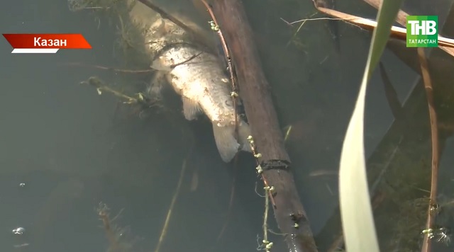 Казанның Җиңү паркындагы сулыкта балыклар күпләп үлә башлаган