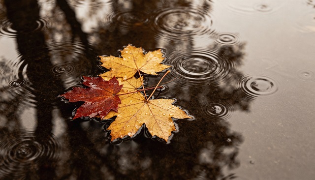 Тепло до +11 градусов и сильные дожди в центре РФ анонсировал Гидрометцентр