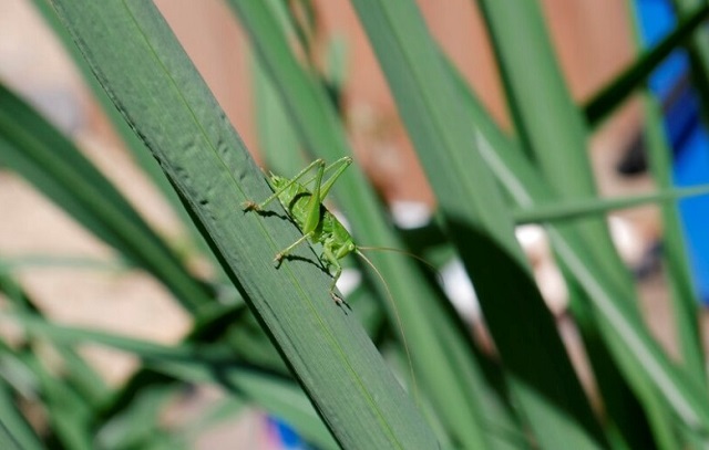 Нашествие саранчи грозит Татарстану летом из-за аномально теплой зимы