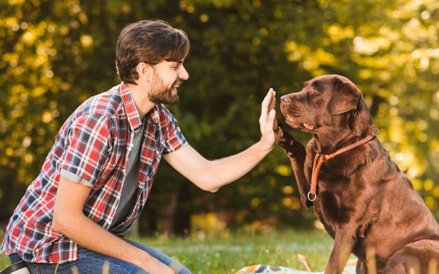 В Татарстане начнут штрафовать за отсутствие регистрации собак