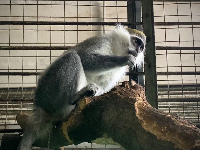 Мартышку Полину из Волгоградской области заселили в зооботсад Казани