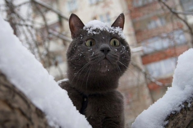 17 ноябрьдә Татарстанда җепшек кар һәм -4 градус көтелә