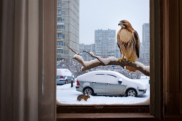 От зайцев у подъезда до ястребов за окном: почему дикие животные все чаще выходят к татарстанцам