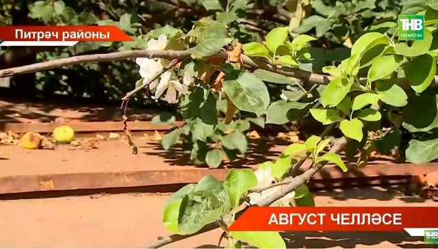 Август челләсе: Питрәч районы Чыты авылында алмагач чәчәк аткан