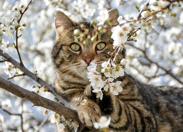 Быел яз һәм җәй айлары нинди булачак?