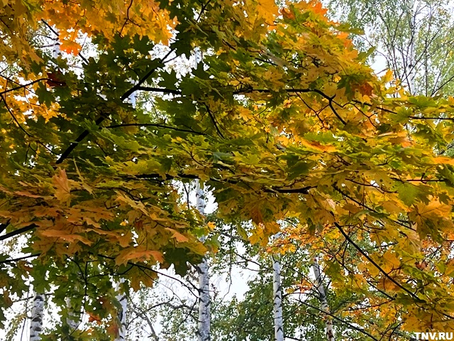 Прогноз на начало октября в центре России дал Вильфанд