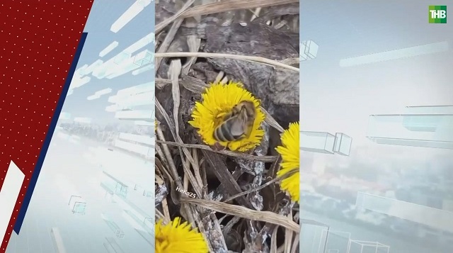 Татарстан оказался во власти циклона «Зион», в республике пробудились пчелы