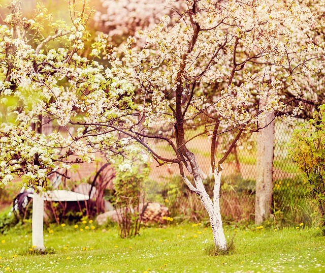 Садоводам Татарстана ответили, когда лучше проводить весеннюю побелку деревьев