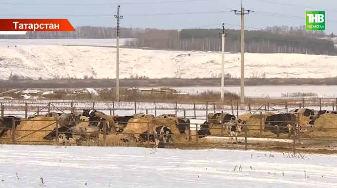 Татарстанда 5 елда сөт җитештерү күләме 20%ка арткан