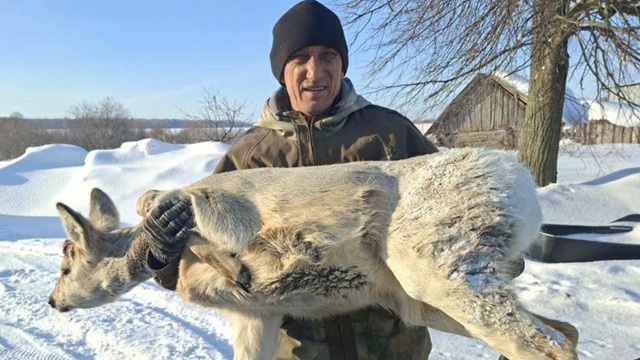 Операция «Косуля»: в Татарстане спасли сбитого автомобилем зверя