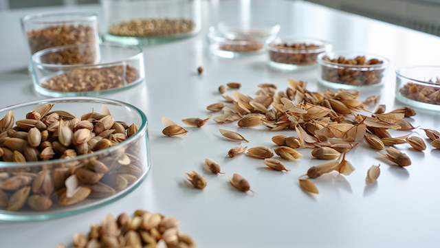 В Татарстане подвели итоги проверки качества семян лесных растений за 2025 год