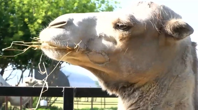 Спасский район Татарстана: достижения и перспективы