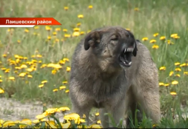 Татарстанның Усад бистәсендә яшәүчеләрне сукбай этләр борчый - видео