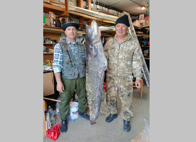 Житель Елабуги поймал сома весом 26 кг и длиной почти полтора метра