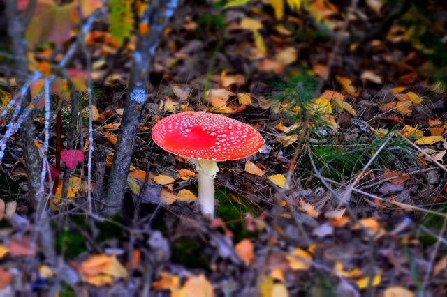 В РТ по нацпроекту планируют провести санитарные рубки лесов на площади 5 800 га