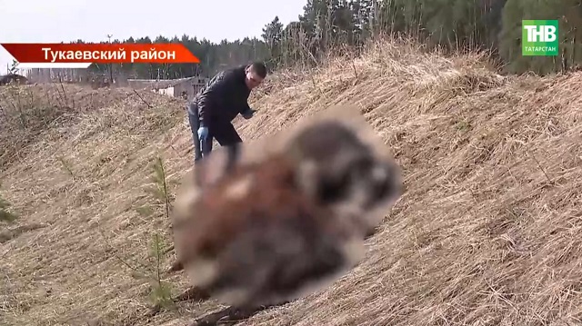 В овраге под Набережными Челнами нашли мертвых телят: ветеринары проверяют их на опасные болезни