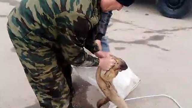 Забредшего в городскую среду байбака спасли в Татарстане