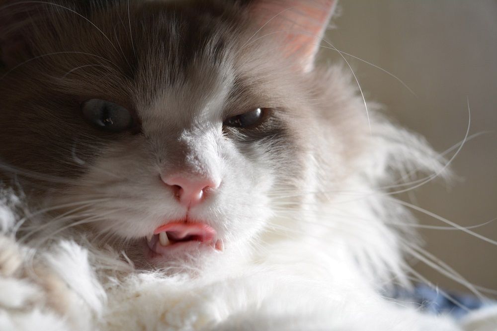 В Татарстане чипирование домашних питомцев стало обязательным