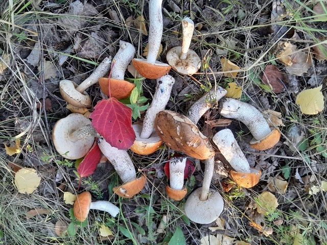 Двух заблудившихся в лесу грибников спасли в Тукаевском районе РТ