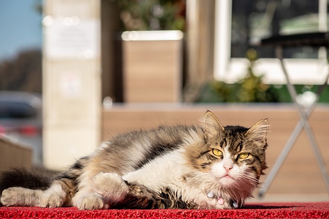 Язның соңгы көнендә Татарстанда җылы һава саклана