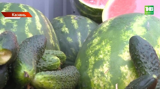 Напасти прохладного лета в РТ: как не подцепить клещей и как не отравиться арбузами