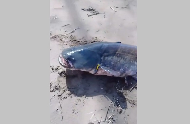 «Рыба моей мечты»: сома весом 62 кг выловили на Каме в Татарстане