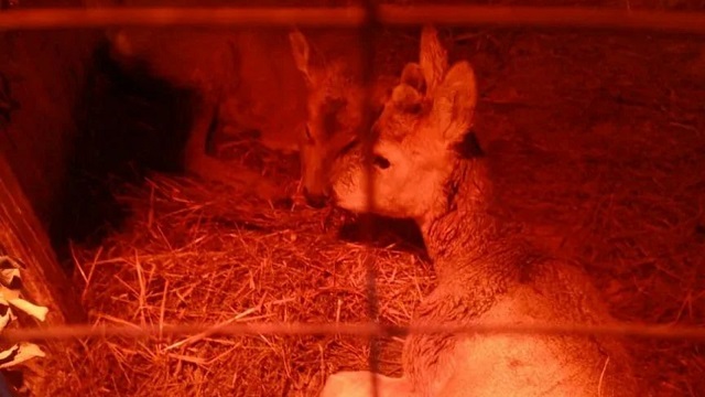 Вызволили из ледяного плена: инспекторы и полицейские спасли двух косуль в Кайбицком районе