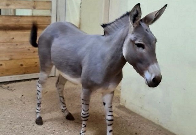 В зоопарке «Река Замбези» в Казани появился новый обитатель