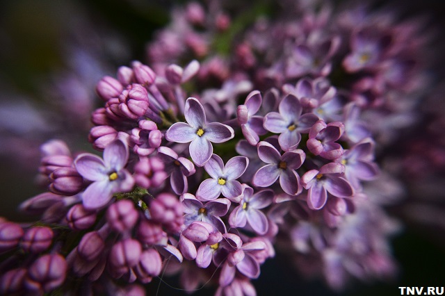 «Штраф или лишение свободы»: юрист объяснил, что будет, если сорвать сирень