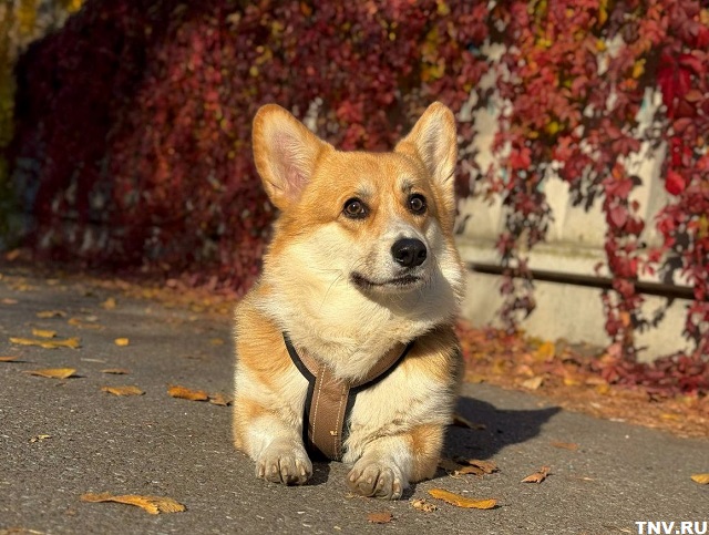 10 дней без снега, заморозков и гололедицы пообещал синоптик Центральной России